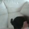 LifeSelector.2025.The Real Estate Agent.1080p-VERIFIED