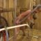 [Hucows] Denise – Goat Milker Frame  [1080p|MP4]   *2025-08-09*