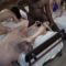 [Tadpolexstudio]  Part 2: Tadpole 29 Person Orgy With 8 Females (2025-05-09) [1080p]